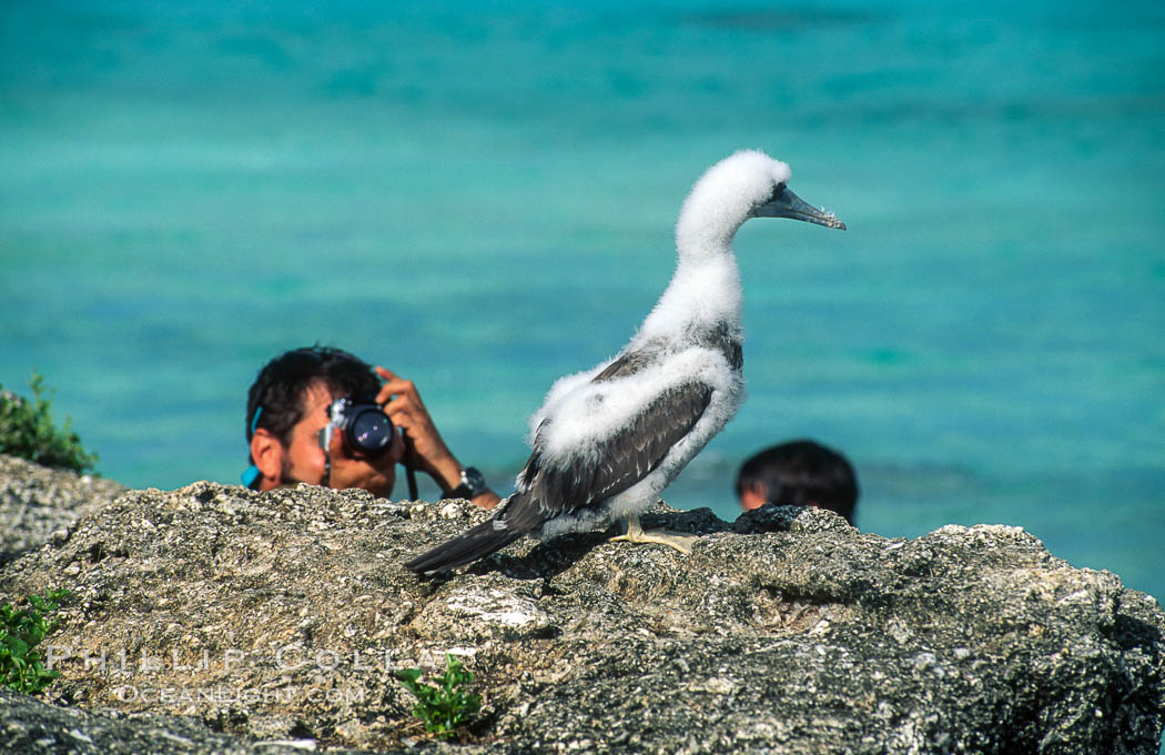 Brown booby, Rose Atoll National Wildlife Refuge, Sula leucogaster. Rose Atoll National Wildlife Sanctuary, American Samoa, USA, natural history stock photograph, photo id 00903