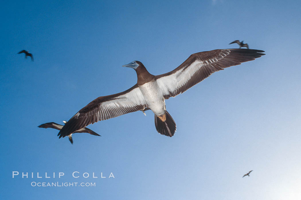 Brown booby, Rose Atoll National Wildlife Refuge, Sula leucogaster. Rose Atoll National Wildlife Sanctuary, American Samoa, USA, natural history stock photograph, photo id 00923