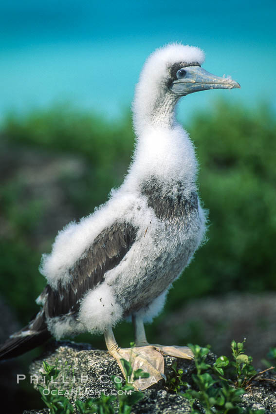 Brown booby, Rose Atoll National Wildlife Refuge, Sula leucogaster. Rose Atoll National Wildlife Sanctuary, American Samoa, USA, natural history stock photograph, photo id 00885