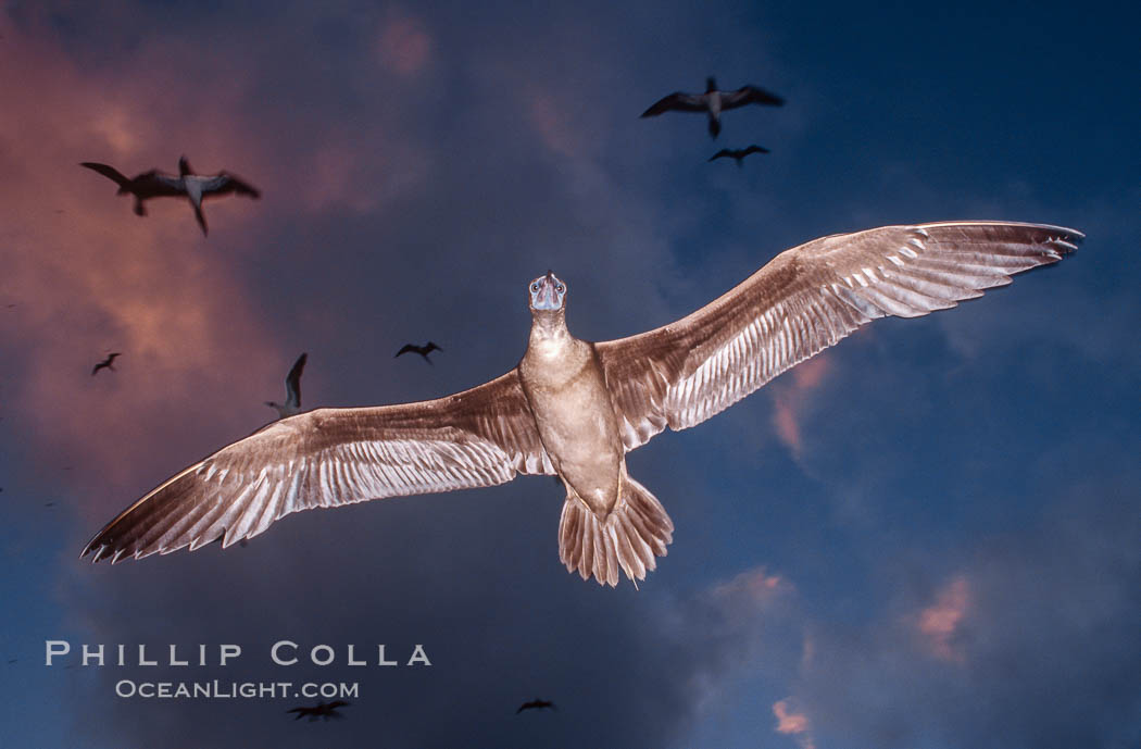 Brown booby flying over Rose Atoll at sunset, with dark colorful storm clouds and other birds in the background. Rose Atoll National Wildlife Sanctuary, American Samoa, USA, Sula leucogaster, natural history stock photograph, photo id 00914