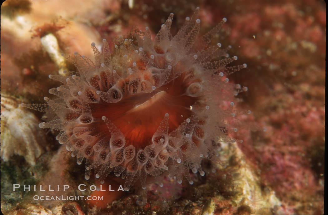 Brown  cup coral. San Miguel Island, California, USA, Paracyathus stearnsi, natural history stock photograph, photo id 04734