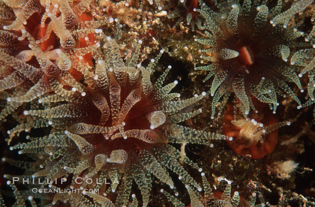 Brown  cup coral. San Diego, California, USA, Paracyathus stearnsi, natural history stock photograph, photo id 04600