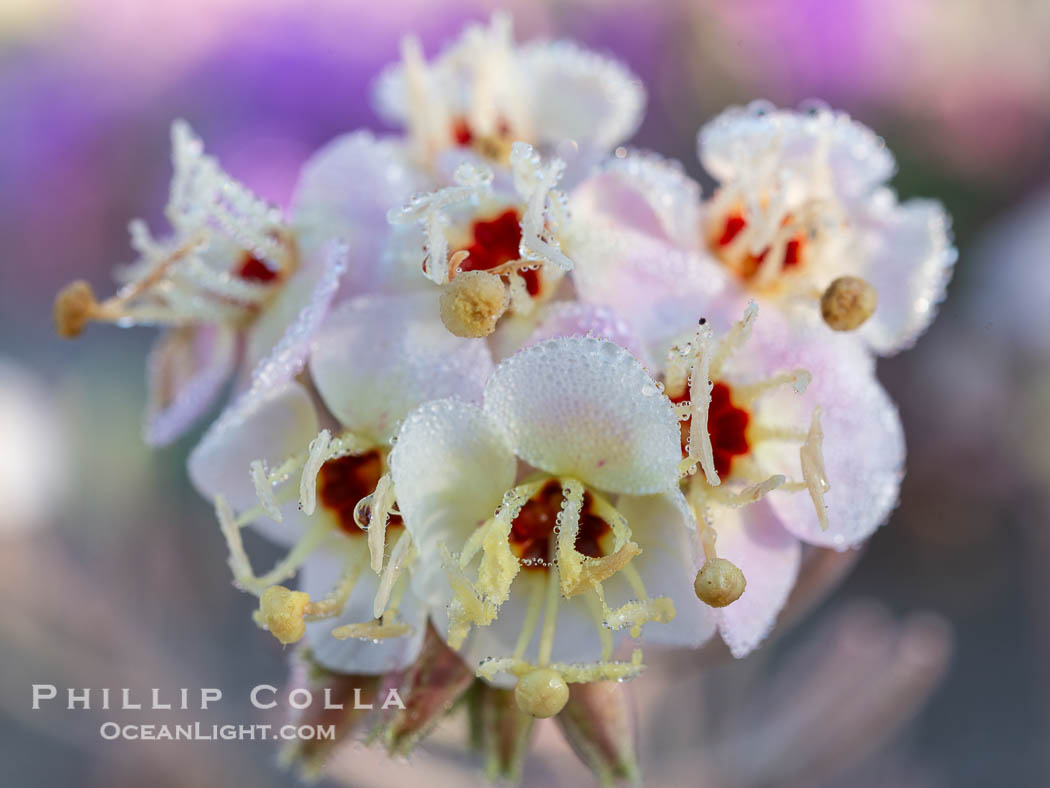 Brown-eyed Primrose Flower with Dew Drops, Anza Borrego Desert State Park., Camissonia claviformis, natural history stock photograph, photo id 40301