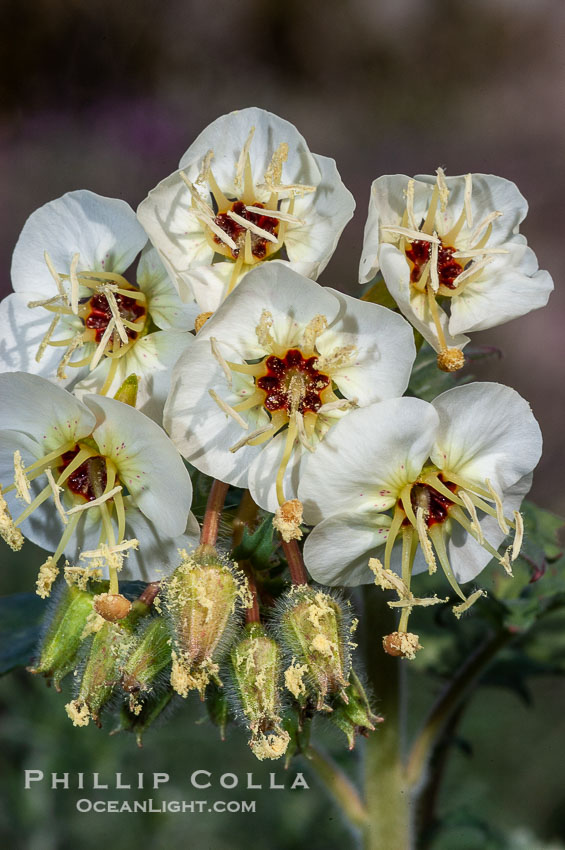 Brown-eyed primrose blooms in spring in the Colorado Desert following heavy winter rains.  Anza Borrego Desert State Park. Anza-Borrego Desert State Park, Borrego Springs, California, USA, Camissonia claviformis, natural history stock photograph, photo id 10522