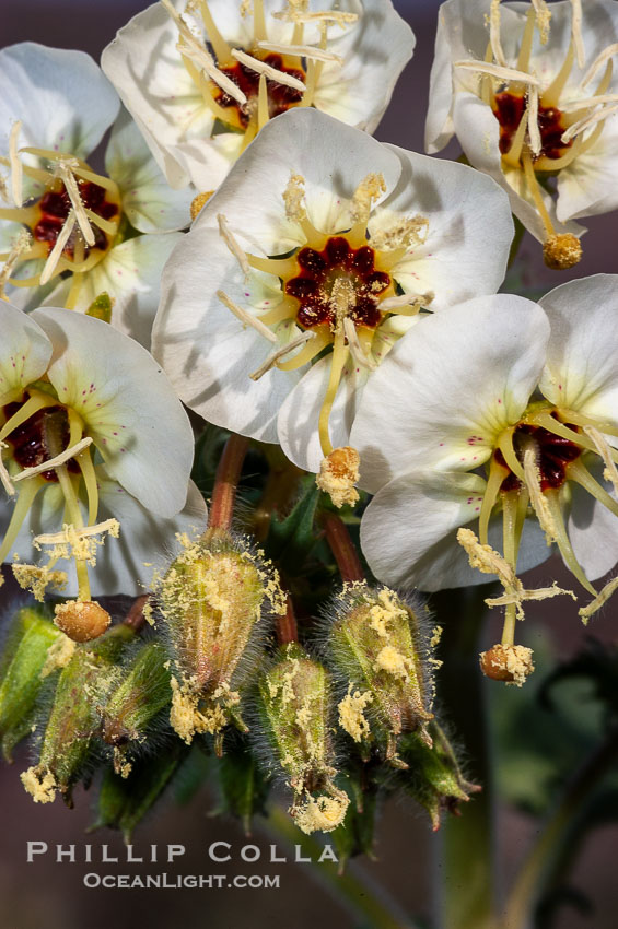 Brown-eyed primrose blooms in spring in the Colorado Desert following heavy winter rains.  Anza Borrego Desert State Park. Anza-Borrego Desert State Park, Borrego Springs, California, USA, Camissonia claviformis, natural history stock photograph, photo id 10524