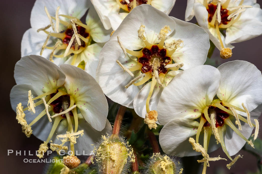 Brown-eyed primrose blooms in spring in the Colorado Desert following heavy winter rains.  Anza Borrego Desert State Park. Anza-Borrego Desert State Park, Borrego Springs, California, USA, Camissonia claviformis, natural history stock photograph, photo id 10523