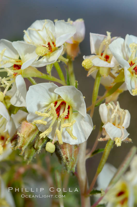 Brown-eyed primrose blooms in spring in the Colorado Desert following heavy winter rains.  Anza Borrego Desert State Park. Anza-Borrego Desert State Park, Borrego Springs, California, USA, Camissonia claviformis, natural history stock photograph, photo id 10521