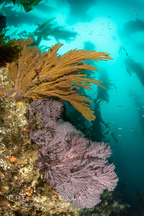 Brown gorgonian and California golden gorgonian on underwater rocky reef below kelp forest, San Clemente Island. Gorgonians are filter-feeding temperate colonial species that lives on the rocky bottom at depths between 50 to 200 feet deep. Each individual polyp is a distinct animal, together they secrete calcium that forms the structure of the colony. Gorgonians are oriented at right angles to prevailing water currents to capture plankton drifting by. USA, Muricea californica, Muricea fruticosa, natural history stock photograph, photo id 37056