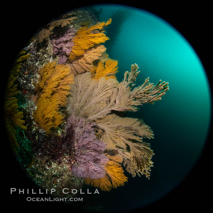 Brown gorgonian and California golden gorgonian on underwater rocky reef below kelp forest, Catalina Island. Gorgonians are filter-feeding temperate colonial species that lives on the rocky bottom at depths between 50 to 200 feet deep. Each individual polyp is a distinct animal, together they secrete calcium that forms the structure of the colony. Gorgonians are oriented at right angles to prevailing water currents to capture plankton drifting by. USA, Muricea californica, Muricea fruticosa, natural history stock photograph, photo id 37292