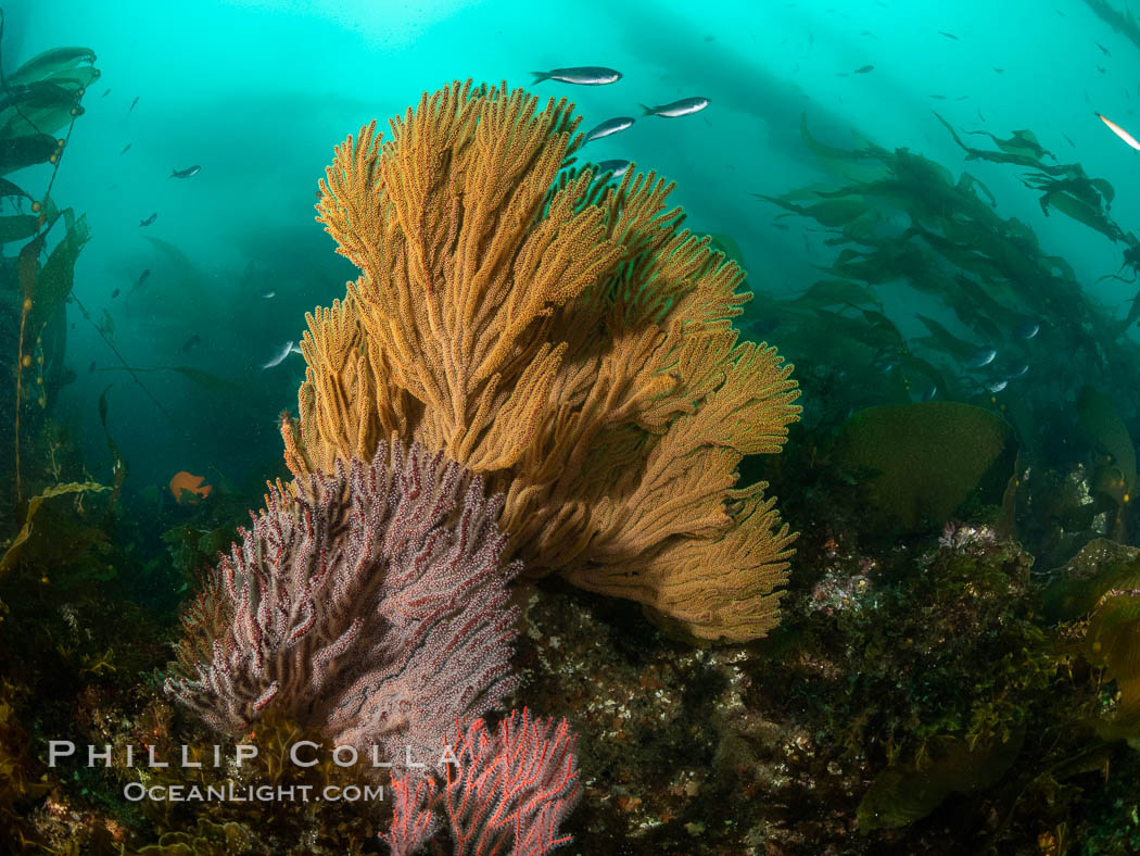 Brown gorgonian and California golden gorgonian on underwater rocky reef below kelp forest, San Clemente Island. Gorgonians are filter-feeding temperate colonial species that lives on the rocky bottom at depths between 50 to 200 feet deep. Each individual polyp is a distinct animal, together they secrete calcium that forms the structure of the colony. Gorgonians are oriented at right angles to prevailing water currents to capture plankton drifting by, Muricea californica, Muricea fruticosa