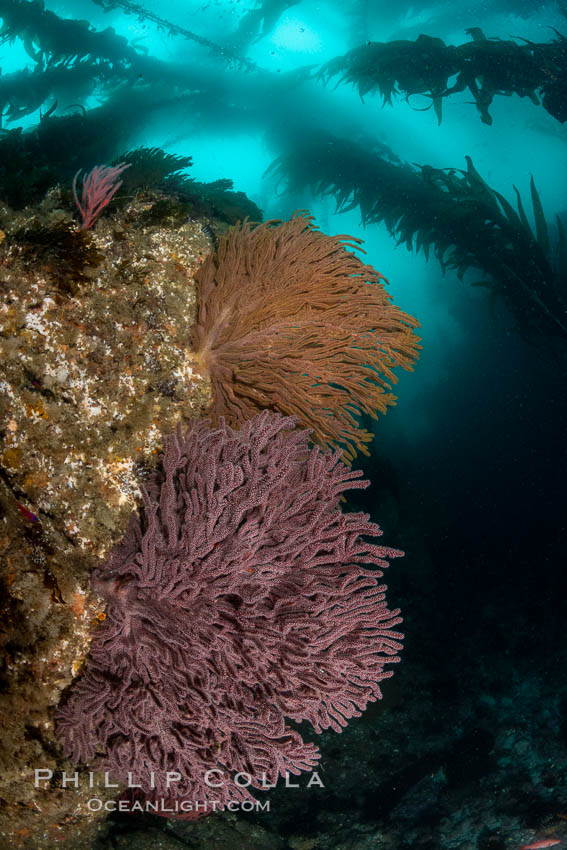 Brown gorgonian and California golden gorgonian on underwater rocky reef below kelp forest, San Clemente Island. Gorgonians are filter-feeding temperate colonial species that lives on the rocky bottom at depths between 50 to 200 feet deep. Each individual polyp is a distinct animal, together they secrete calcium that forms the structure of the colony. Gorgonians are oriented at right angles to prevailing water currents to capture plankton drifting by. USA, Muricea californica, Muricea fruticosa, natural history stock photograph, photo id 37117