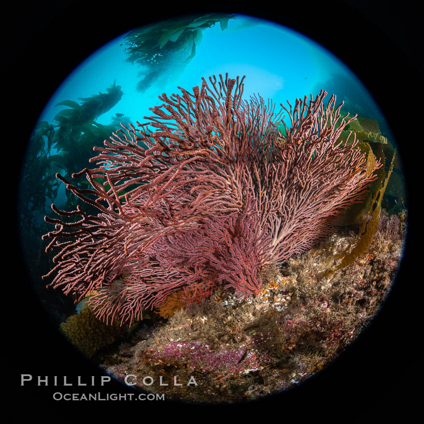 Brown gorgonian,  Muricea fruticosa, Catalina Island, California. USA, natural history stock photograph, photo id 37241