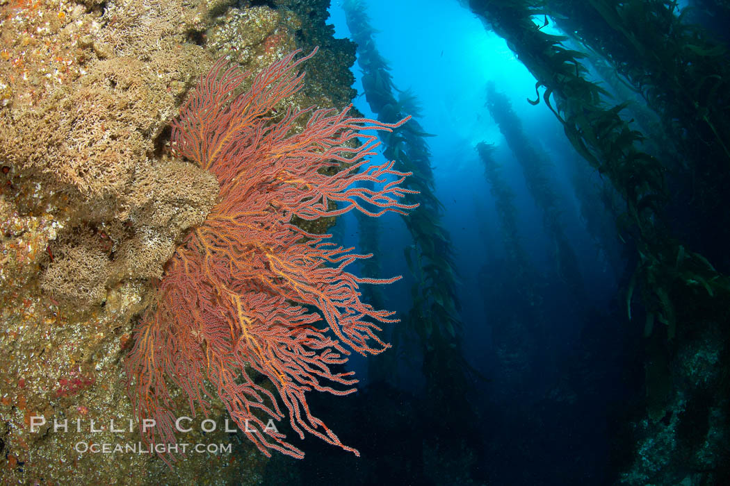 Brown gorgonians on rocky reef, below kelp forest, underwater.  Gorgonians are filter-feeding temperate colonial species that live on the rocky bottom at depths between 50 to 200 feet deep.  Each individual polyp is a distinct animal, together they secrete calcium that forms the structure of the colony. Gorgonians are oriented at right angles to prevailing water currents to capture plankton drifting by. San Clemente Island, California, USA, Muricea fruticosa, natural history stock photograph, photo id 23588