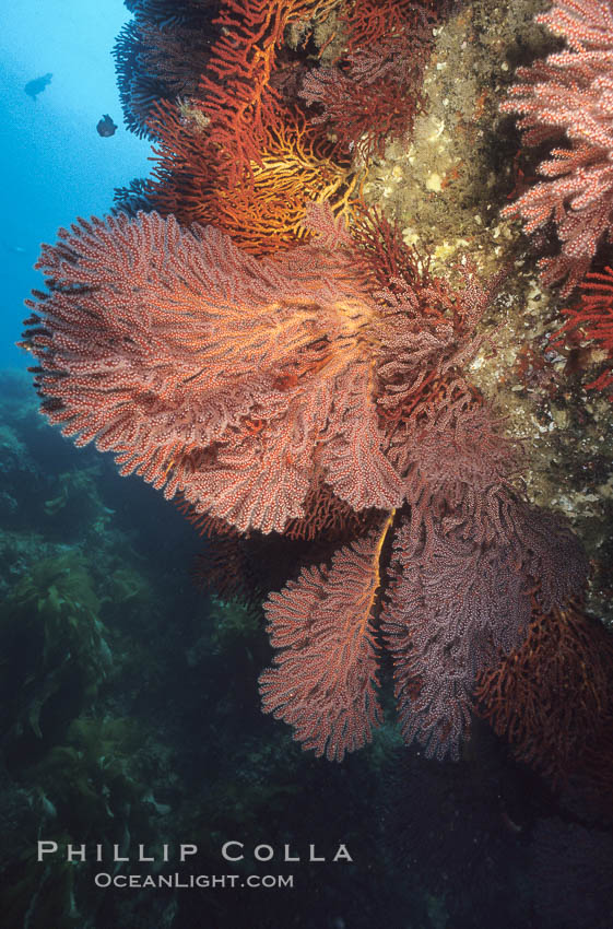 Brown gorgonians, Catalina. Catalina Island, California, USA, Muricea fruticosa, natural history stock photograph, photo id 00567