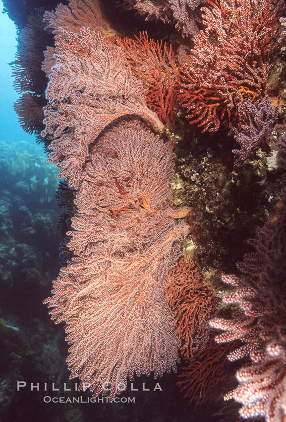 Brown gorgonians. Catalina Island, California, USA, Muricea fruticosa, natural history stock photograph, photo id 05331