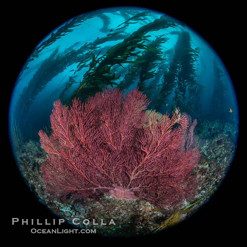 Brown gorgonians on rocky reef, below kelp forest, underwater.  Gorgonians are filter-feeding temperate colonial species that live on the rocky bottom at depths between 50 to 200 feet deep.  Each individual polyp is a distinct animal, together they secrete calcium that forms the structure of the colony. Gorgonians are oriented at right angles to prevailing water currents to capture plankton drifting by. San Clemente Island, California, USA, Macrocystis pyrifera, Muricea fruticosa, natural history stock photograph, photo id 38523