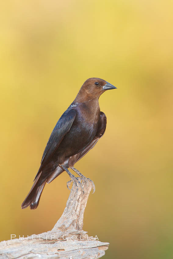 Brown-headed cowbird, male. Amado, Arizona, USA, Molothrus ater, natural history stock photograph, photo id 23019