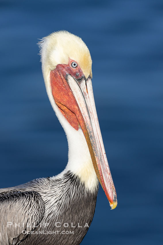 Brown pelican adult winter non-breeding plumage portrait. La Jolla, California, USA, Pelecanus occidentalis, Pelecanus occidentalis californicus, natural history stock photograph, photo id 38682