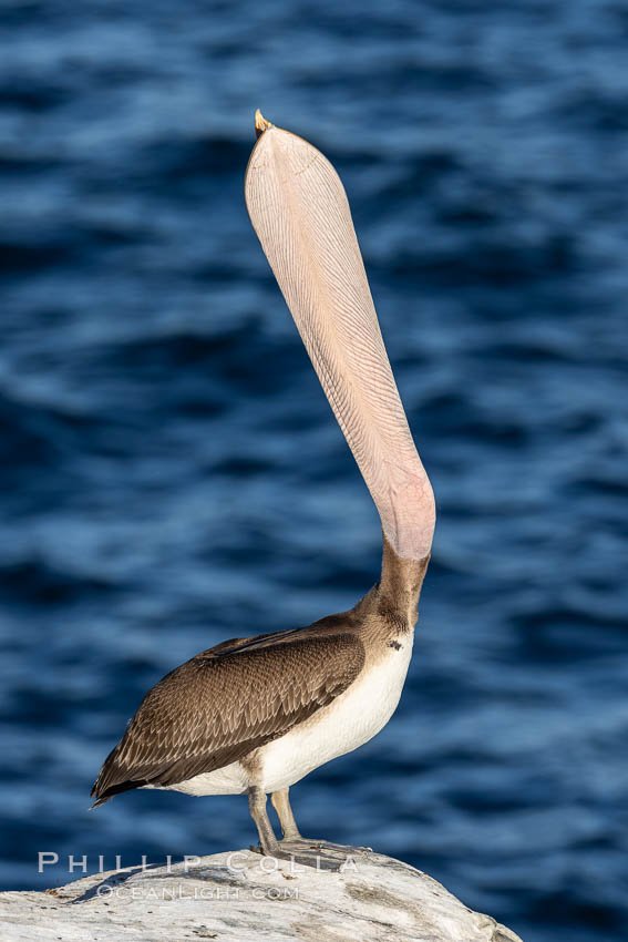 California Brown pelican performing a head throw, juvenile. La Jolla, USA, Pelecanus occidentalis, Pelecanus occidentalis californicus, natural history stock photograph, photo id 37736