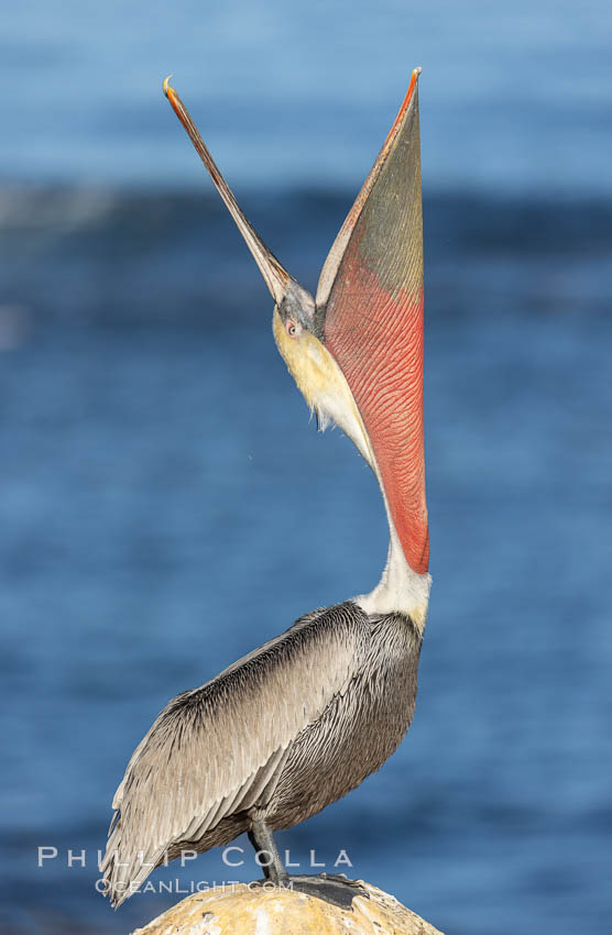 California Brown pelican performing a head throw, with breeding plumage including distinctive yellow and white head feathers, red gular throat pouch, brown hind neck and greyish body, Pelecanus occidentalis, Pelecanus occidentalis californicus, La Jolla