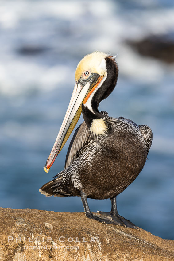 Brown pelican breeding plumage portrait, displaying winter breeding colors with distinctive yellow head feathers and red gular throat pouch, brown nape and yellow patch at the bottom of the neck. La Jolla, California, USA, Pelecanus occidentalis, Pelecanus occidentalis californicus, natural history stock photograph, photo id 38928