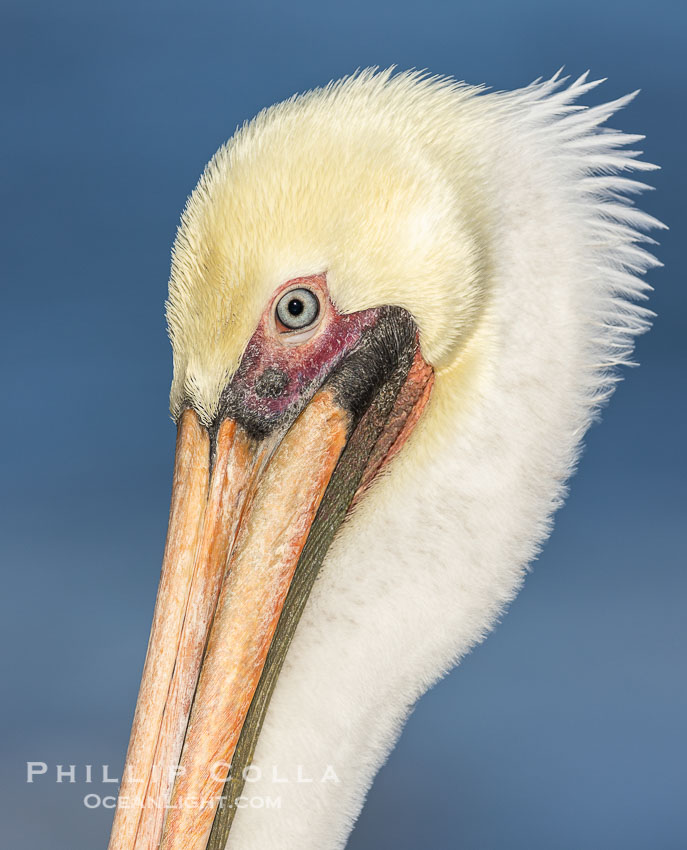 Brown pelican close-up portrait, orange-red bill with pink tissue surrounding eyes, yellow and white head feathers, adult winter non-breeding plumage, Pelecanus occidentalis, Pelecanus occidentalis californicus, La Jolla, California