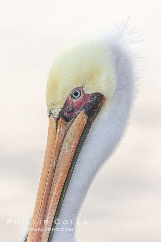 Brown pelican close-up portrait, orange-red bill with pink tissue surrounding eyes, yellow and white head feathers, adult winter non-breeding plumage. La Jolla, California, USA, Pelecanus occidentalis, Pelecanus occidentalis californicus, natural history stock photograph, photo id 38595