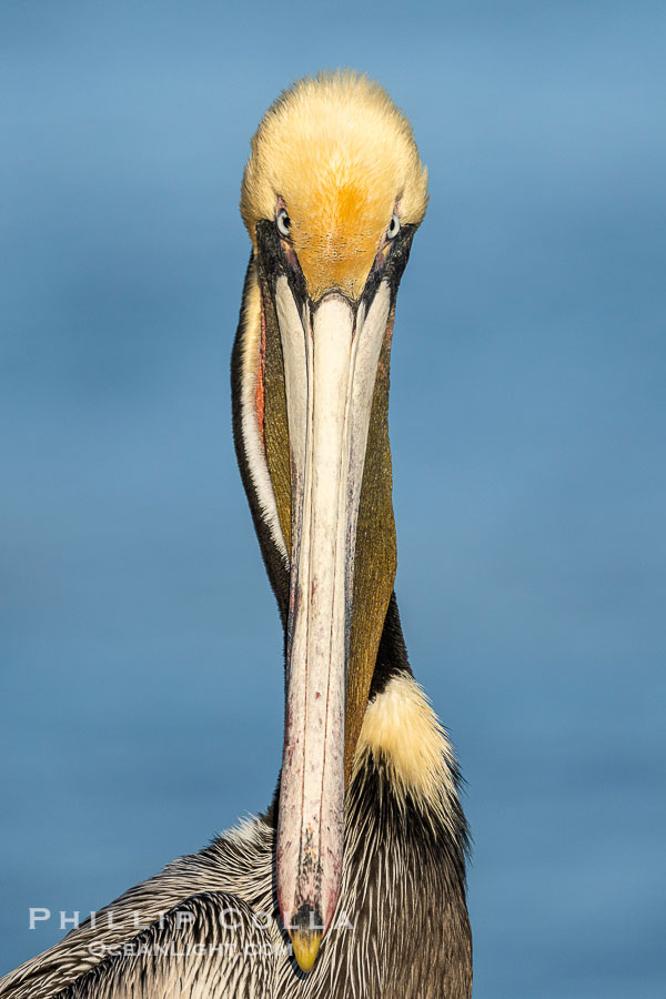 Brown Pelican Closeup Portrait Intense Stare, Pelecanus occidentalis californicus., Pelecanus occidentalis, Pelecanus occidentalis californicus, natural history stock photograph, photo id 41512