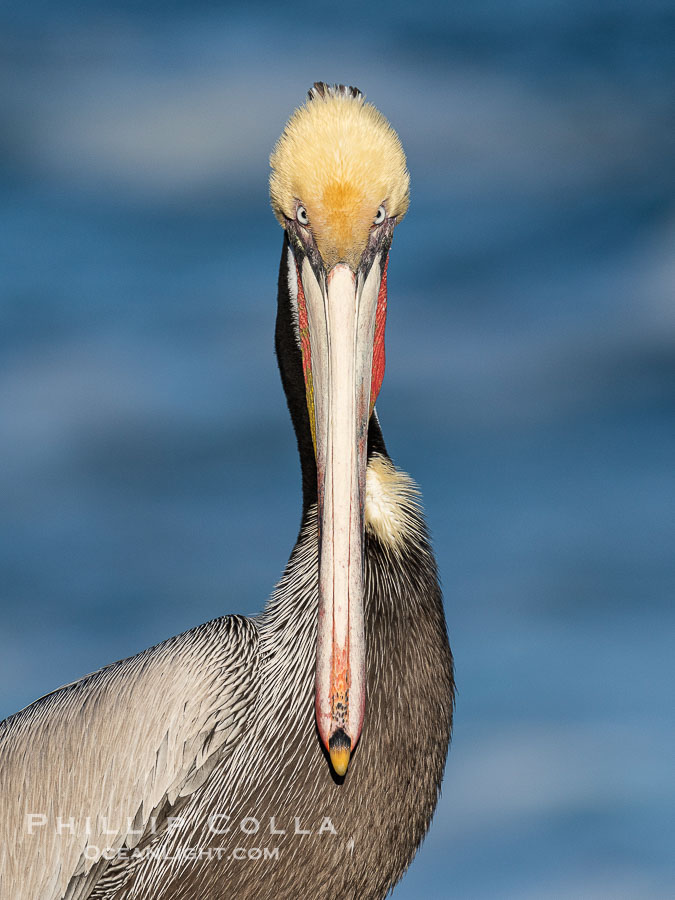 Brown Pelican Closeup Portrait Intense, staring at the camera., Pelecanus occidentalis, Pelecanus occidentalis californicus, natural history stock photograph, photo id 40073