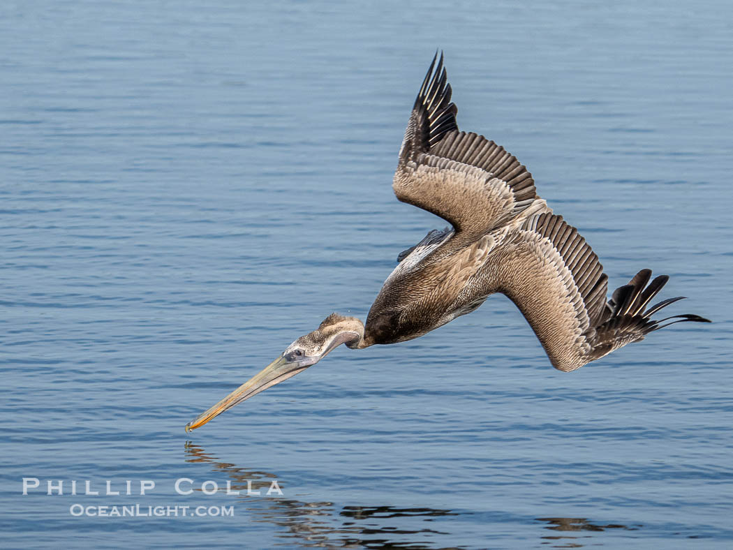 Brown Pelican Diving For Food, Bolsa Chica Ecological Reserve. Bolsa Chica State Ecological Reserve, Huntington Beach, Pelecanus occidentalis, Pelecanus occidentalis californicus, natural history stock photograph, photo id 39887