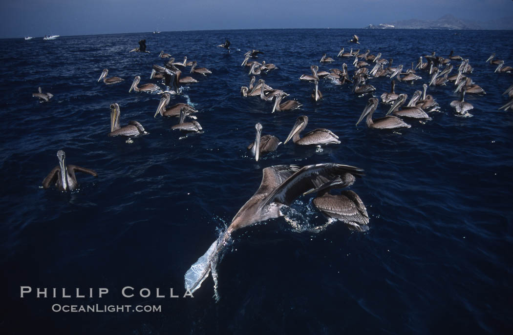 Brown pelicans feeding on krill. Coronado Islands (Islas Coronado), Baja California, Mexico, Pelecanus occidentalis, natural history stock photograph, photo id 03170