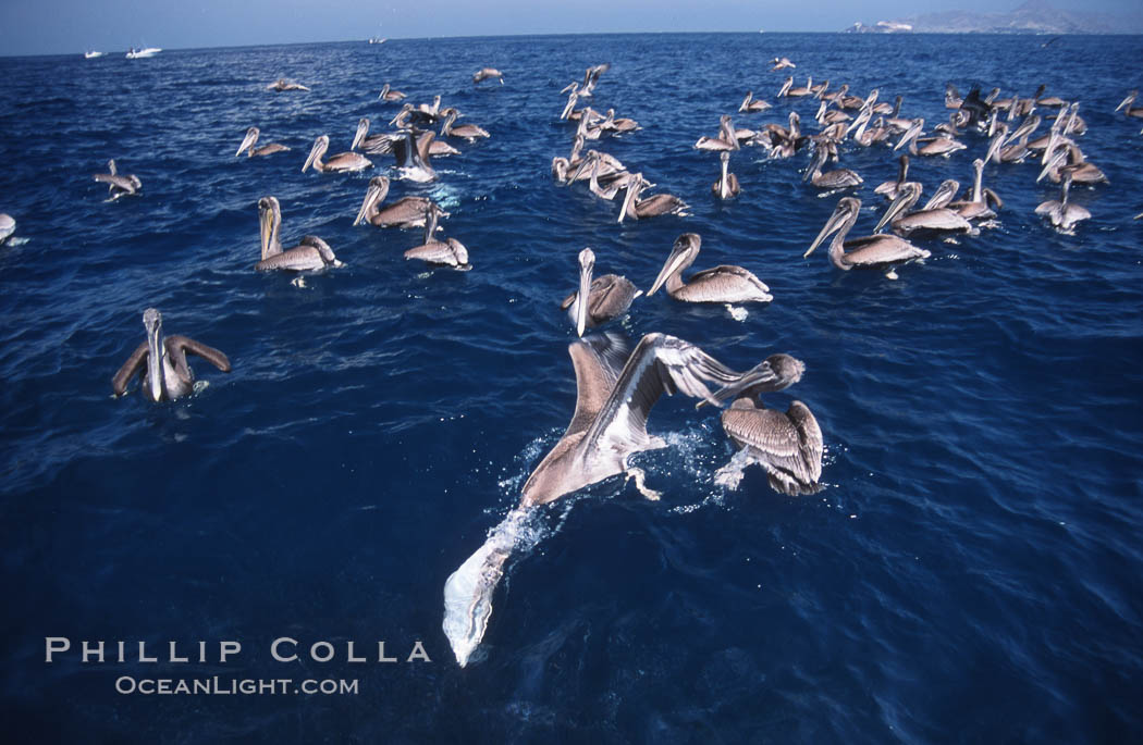 Brown pelicans feeding on krill. Coronado Islands (Islas Coronado), Baja California, Mexico, Pelecanus occidentalis, natural history stock photograph, photo id 03174