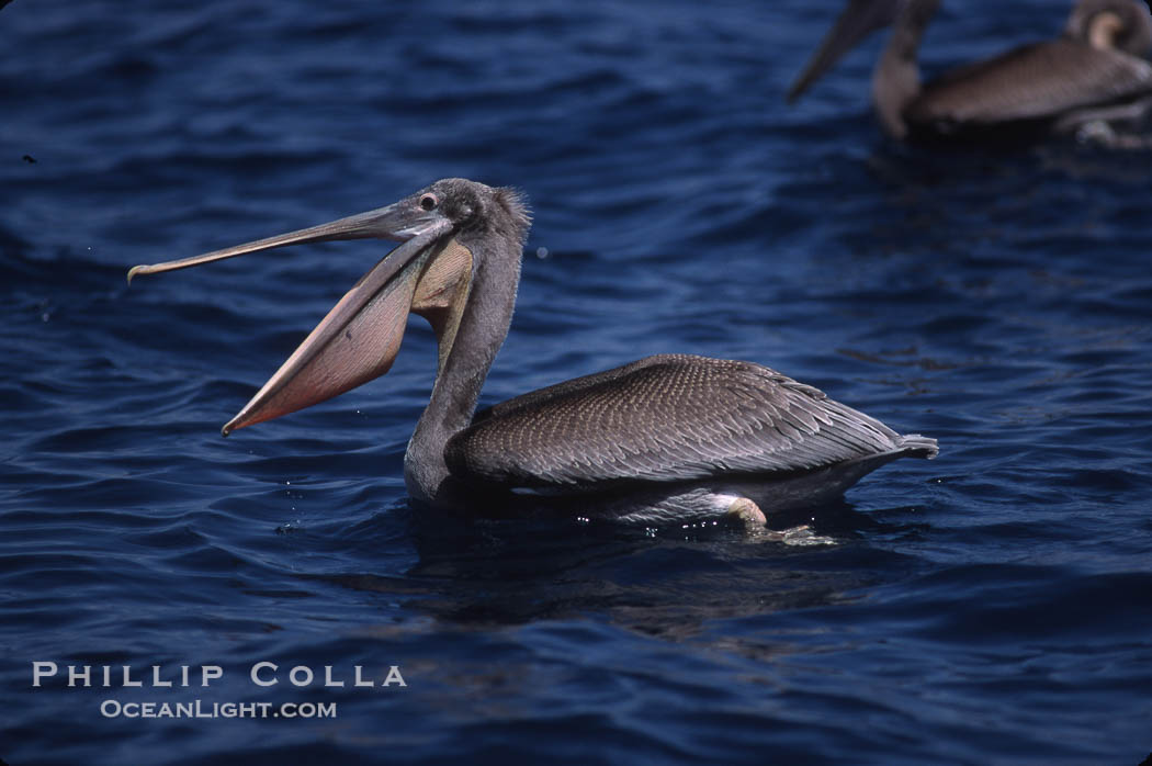 Brown pelicans feeding on krill., Pelecanus occidentalis, natural history stock photograph, photo id 03178