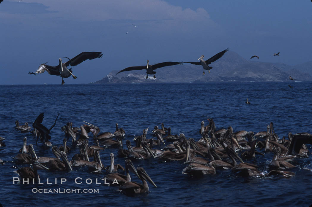 Brown pelicans feeding on krill. Coronado Islands (Islas Coronado), Baja California, Mexico, Pelecanus occidentalis, natural history stock photograph, photo id 03172