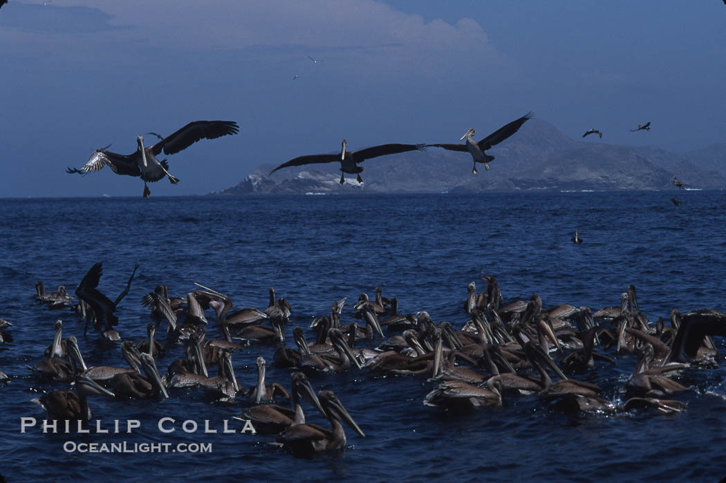 Brown pelicans feeding on krill., Pelecanus occidentalis, natural history stock photograph, photo id 03172