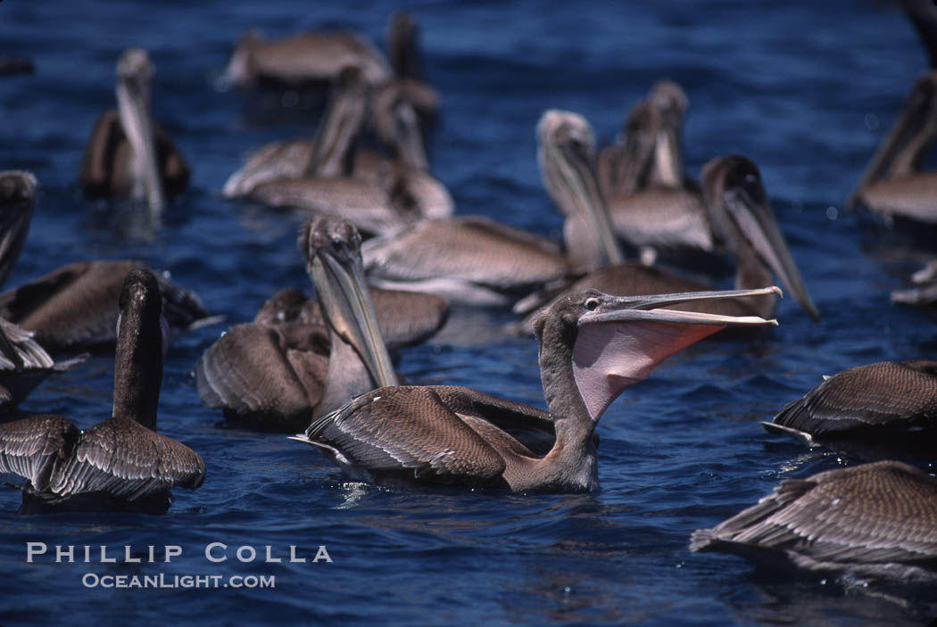 Brown pelicans feeding on krill., Pelecanus occidentalis, natural history stock photograph, photo id 03175