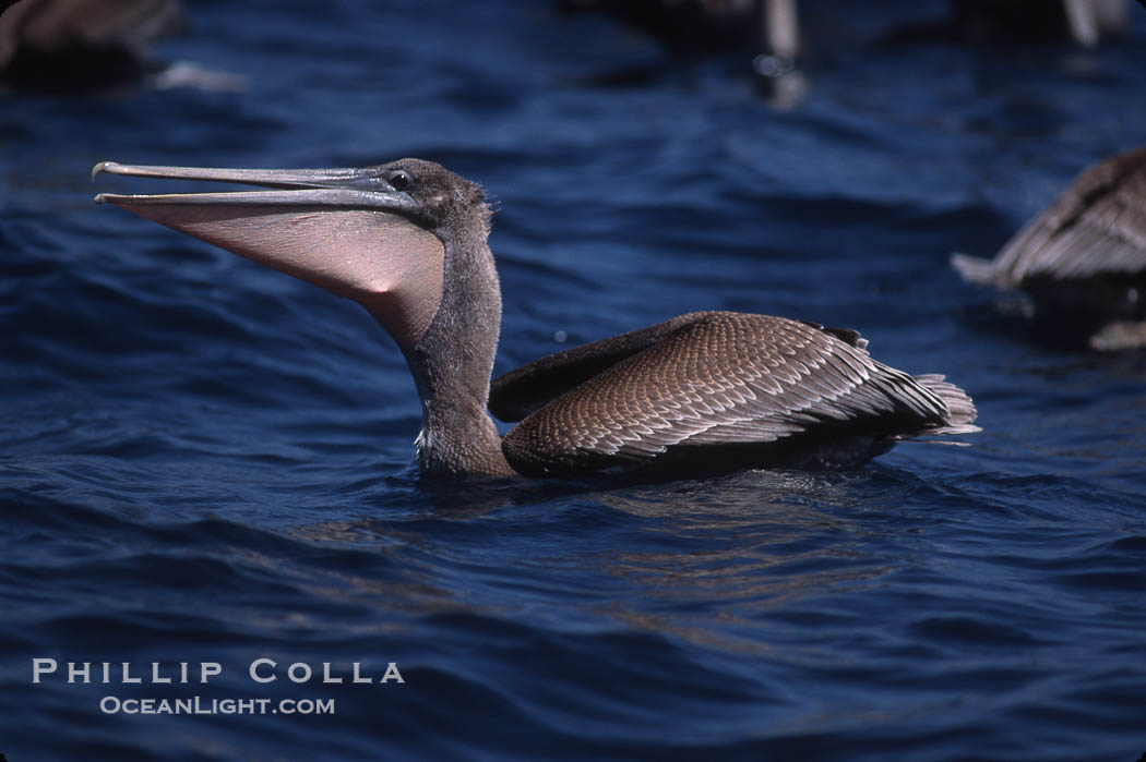 Brown pelicans feeding on krill., Pelecanus occidentalis, natural history stock photograph, photo id 03179