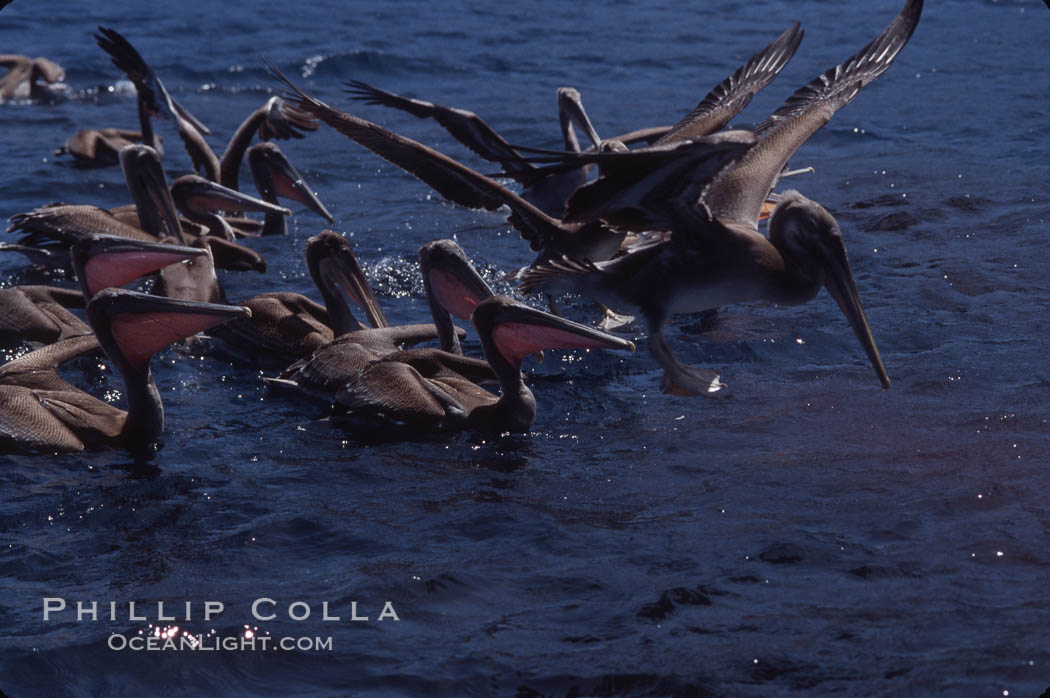 Brown pelicans feeding on krill. Coronado Islands (Islas Coronado), Baja California, Mexico, Pelecanus occidentalis, natural history stock photograph, photo id 03173