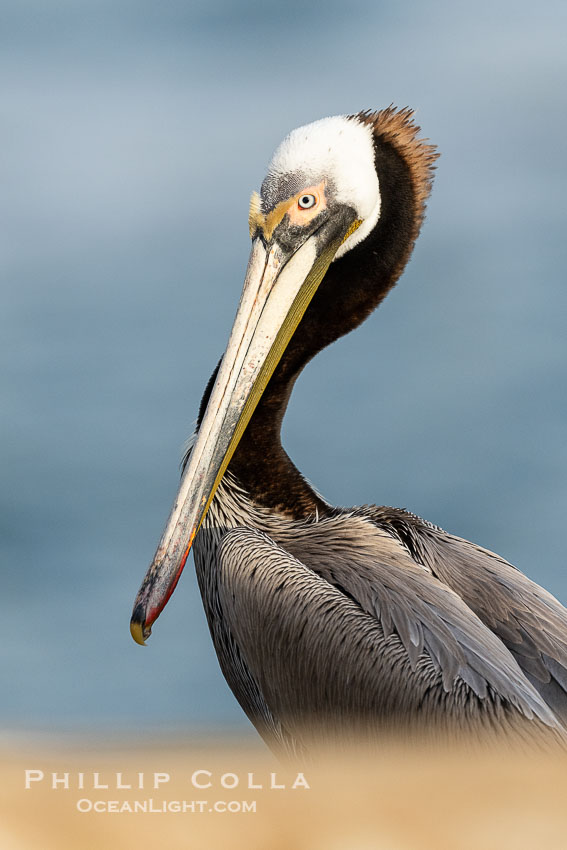 Brown Pelican Fading from Breeding Plumage to Summer Coloration, it has lost the yellow coloration of the head and its red gular pouch throat is fading. La Jolla, California, USA, Pelecanus occidentalis, Pelecanus occidentalis californicus, natural history stock photograph, photo id 40251