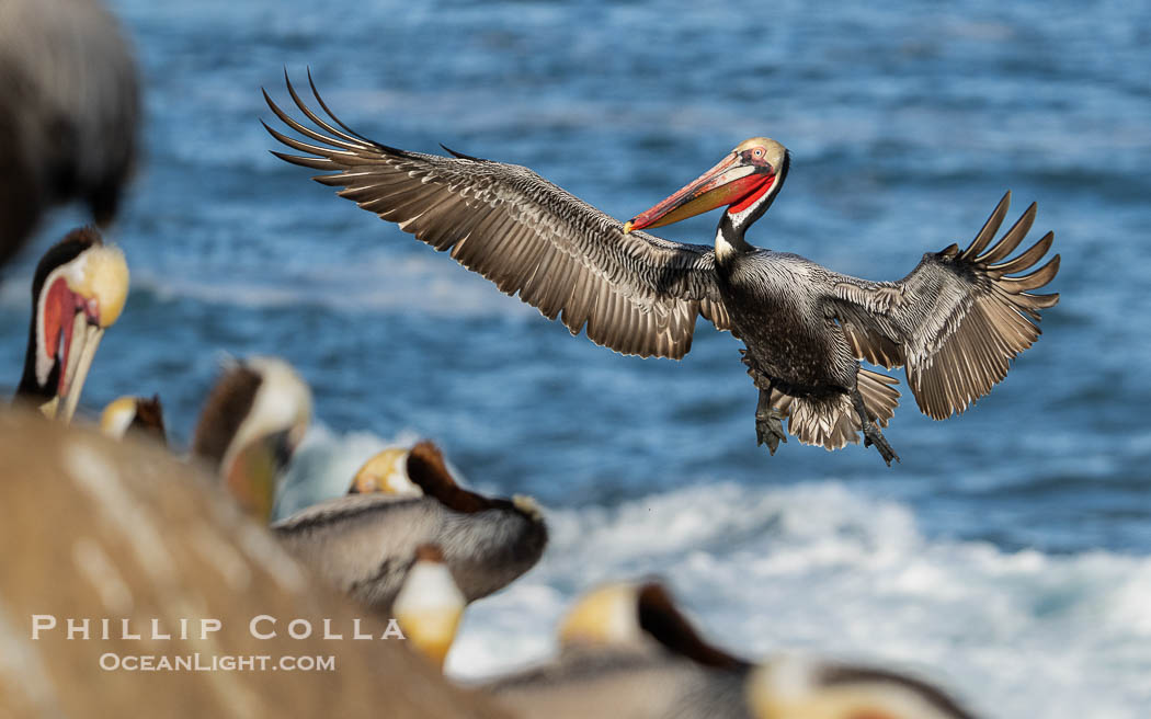 Brown Pelican in Flight Approaching Crowded Ocean Cliffs to Land, Pelecanus occidentalis californicus, Pelecanus occidentalis, La Jolla, California