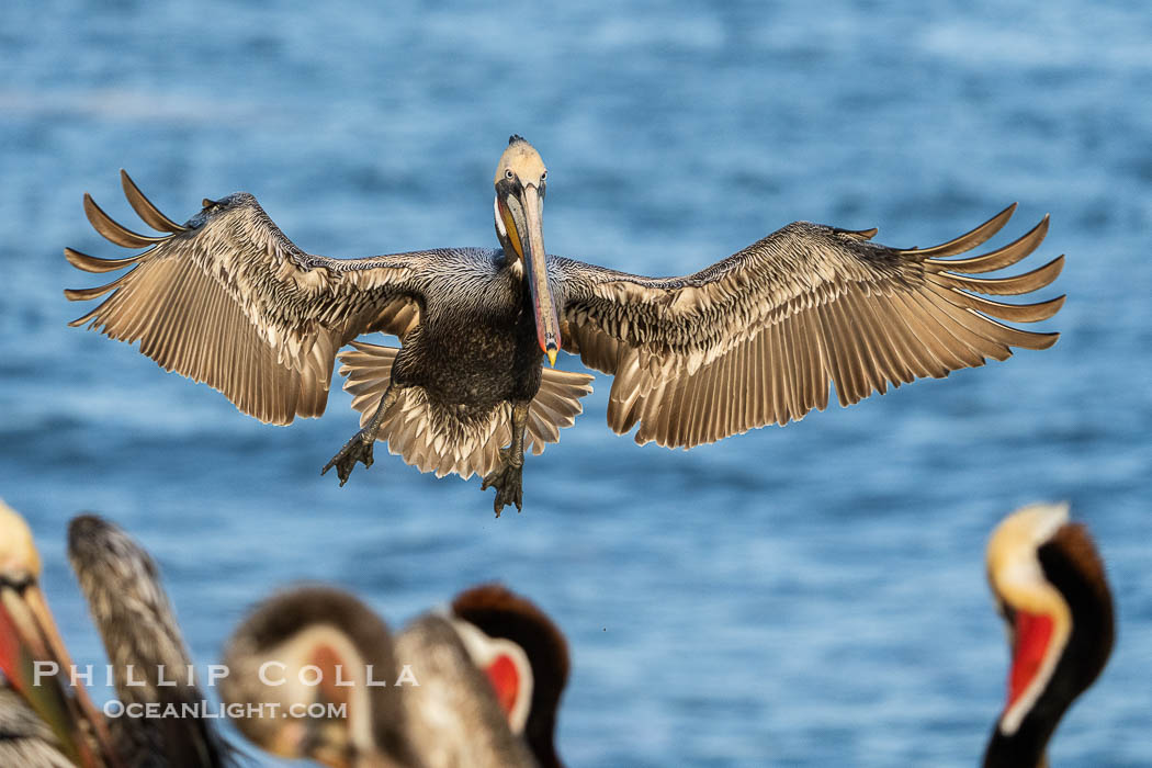 Brown Pelican in Flight Approaching Crowded Ocean Cliffs to Land, Pelecanus occidentalis californicus, Pelecanus occidentalis, La Jolla, California Brown Pelican in Flight Approaching Crowded Ocean Cliffs to Land, Pelecanus occidentalis californicus, Pelecanus occidentalis, La Jolla, California
