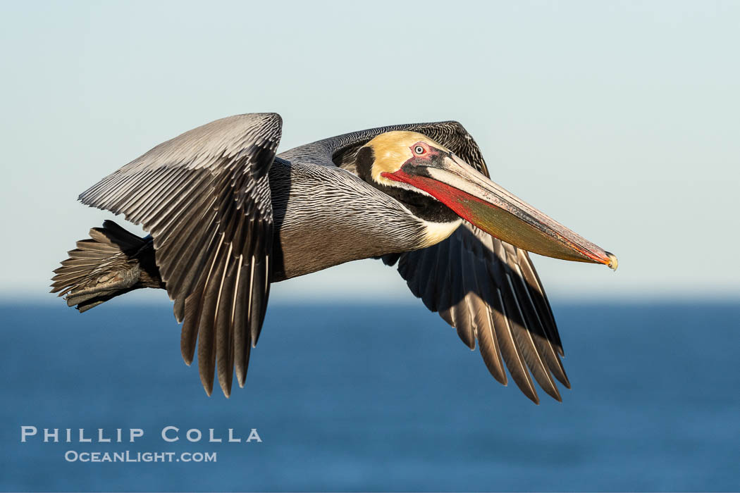 California brown pelican in flight, soaring over the ocean with its huge wings outstretched.  The wingspan of the brown pelican can be over 7 feet wide. The California race of the brown pelican holds endangered species status.  Adult winter non-breeding plumage showing white hindneck and red gular throat pouch., Pelecanus occidentalis, Pelecanus occidentalis californicus, natural history stock photograph, photo id 40076
