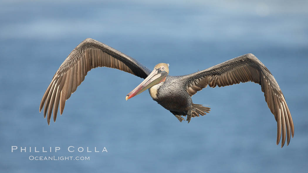 Brown pelican in flight.  The wingspan of the brown pelican is over 7 feet wide. The California race of the brown pelican holds endangered species status.  In winter months, breeding adults assume a dramatic plumage. La Jolla, USA, Pelecanus occidentalis, Pelecanus occidentalis californicus, natural history stock photograph, photo id 22162