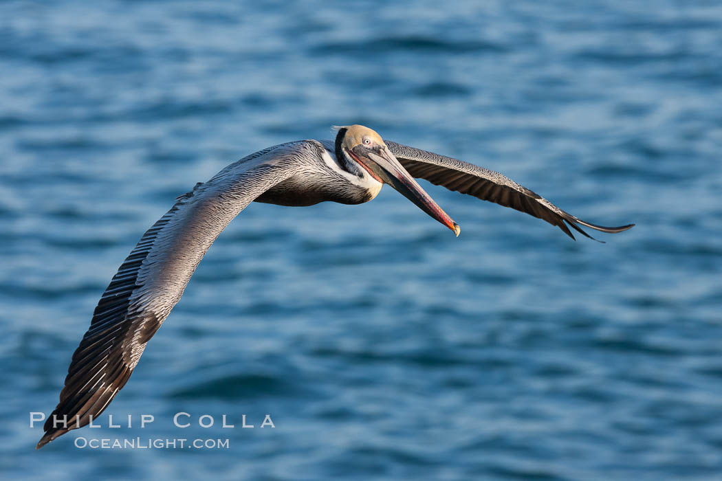 Brown pelican in flight.  The wingspan of the brown pelican is over 7 feet wide. The California race of the brown pelican holds endangered species status.  In winter months, breeding adults assume a dramatic plumage. La Jolla, USA, Pelecanus occidentalis, Pelecanus occidentalis californicus, natural history stock photograph, photo id 23634