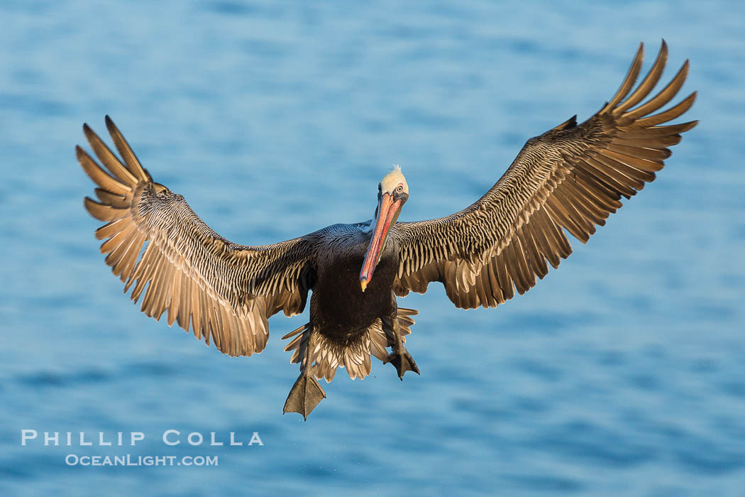 Brown pelican in flight. The wingspan of the brown pelican is over 7 feet wide. The California race of the brown pelican holds endangered species status. In winter months, breeding adults assume a dramatic plumage., Pelecanus occidentalis, Pelecanus occidentalis californicus, natural history stock photograph, photo id 28326