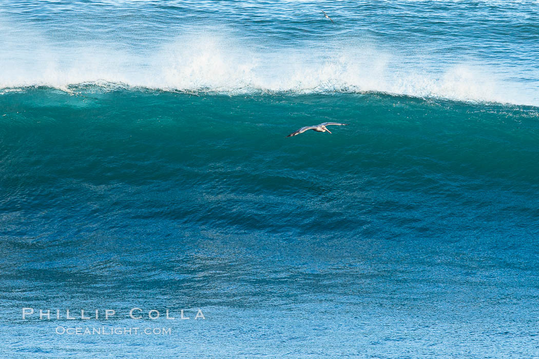 Brown pelican in flight, skizzing just above a large breaking wave, Pelecanus occidentalis, Pelecanus occidentalis californicus, La Jolla, California Brown pelican in flight, skizzing just above a large breaking wave, Pelecanus occidentalis, Pelecanus occidentalis californicus, La Jolla, California