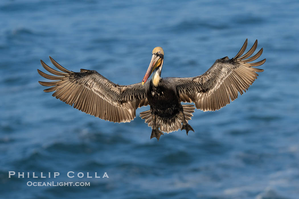 Brown pelican in flight. Adult winter breeding plumage. Brown pelicans were formerly an endangered species. In 1972, the United States Environmental Protection Agency banned the use of DDT in part to protect bird species like the brown pelican . Since that time, populations of pelicans have recovered and expanded. The recovery has been so successful that brown pelicans were taken off the endangered species list in 2009, Pelecanus occidentalis, Pelecanus occidentalis californicus, La Jolla, California Brown pelican in flight. Adult winter breeding plumage. Brown pelicans were formerly an endangered species. In 1972, the United States Environmental Protection Agency banned the use of DDT in part to protect bird species like the brown pelican . Since that time, populations of pelicans have recovered and expanded. The recovery has been so successful that brown pelicans were taken off the endangered species list in 2009, Pelecanus occidentalis, Pelecanus occidentalis californicus, La Jolla, California