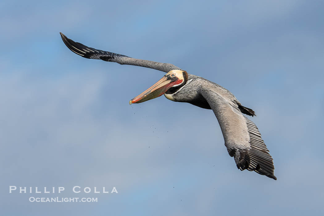 Brown pelican in flight. Adult winter breeding plumage. Brown pelicans were formerly an endangered species. In 1972, the United States Environmental Protection Agency banned the use of DDT in part to protect bird species like the brown pelican . Since that time, populations of pelicans have recovered and expanded. The recovery has been so successful that brown pelicans were taken off the endangered species list in 2009., Pelecanus occidentalis, Pelecanus occidentalis californicus, natural history stock photograph, photo id 40014