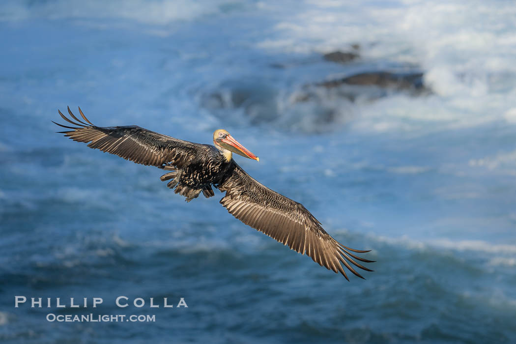 Brown pelican in flight. Adult winter non-breeding plumage. Brown pelicans were formerly an endangered species. In 1972, the United States Environmental Protection Agency banned the use of DDT in part to protect bird species like the brown pelican . Since that time, populations of pelicans have recovered and expanded. The recovery has been so successful that brown pelicans were taken off the endangered species list in 2009, Pelecanus occidentalis, Pelecanus occidentalis californicus, La Jolla, California