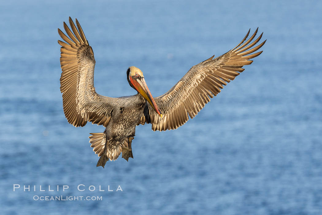 Brown pelican in flight, spreading wings wide to slow in anticipation of landing on seacliffs, Pelecanus occidentalis, Pelecanus occidentalis californicus, La Jolla, California